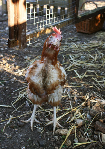 In Pictures: Freedom: freed chicken