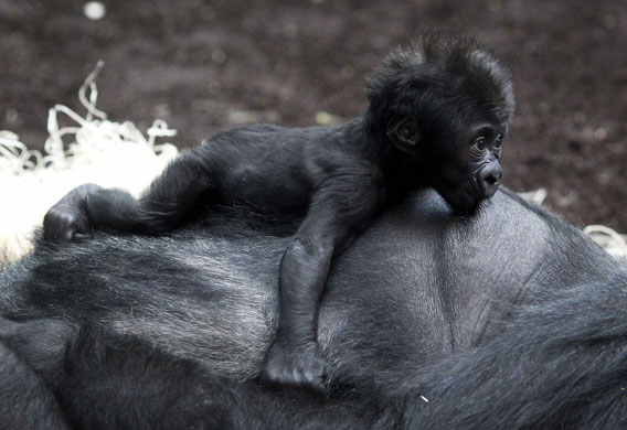 24 Hours in Pictures: Gorilla