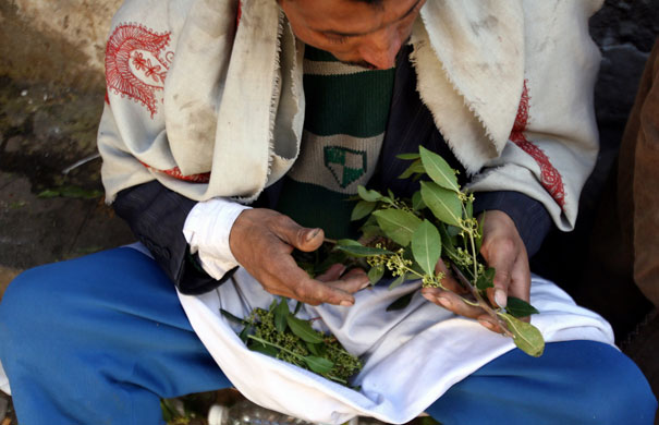 Yemen : A Yemeni man chews Qat