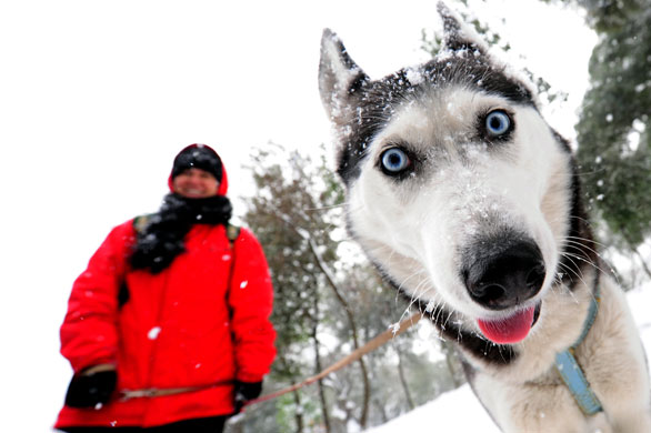 24 hours in pictures: Istanbul, Turkey: A woman walks her husky in Yildiz park