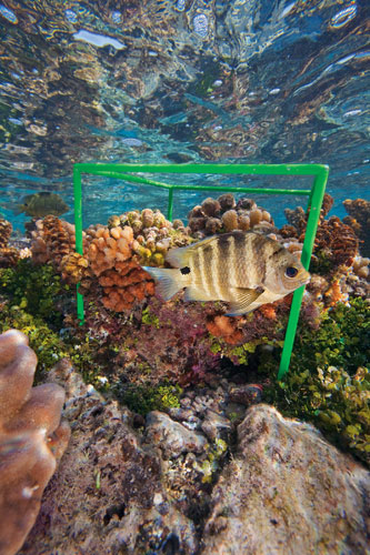 Moorea: Blackspot sergeant, Abudefduf Sordidus, 6” long