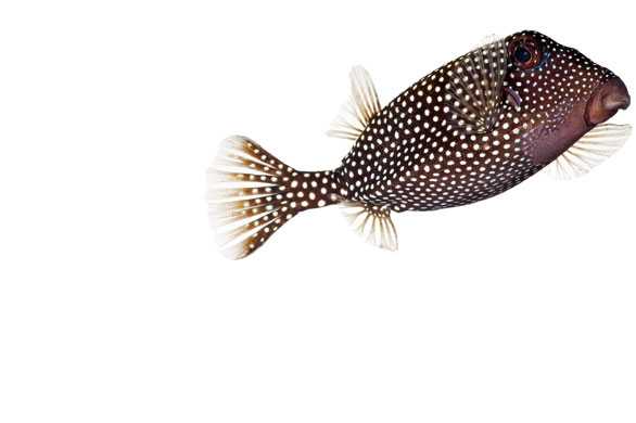 Moorea: Whitespotted Boxfish, Ostracion Meleagris, 6