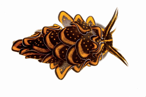 Moorea: Sacoglossan Sea Slug, Cyerce Nigricans, 0.6