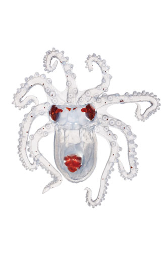 Moorea: Post-larval octopus, octopus SP., 0.45” across