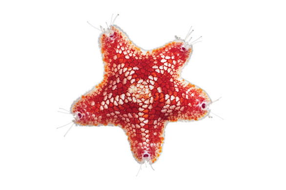 Moorea: Sea star, Meridiastra Rapa, 0.55