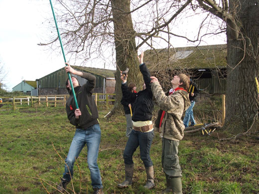 Black Poplars: Conservation work on the black poplars at Dunster