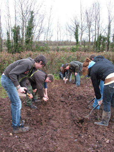 Black Poplars: Conservation work on the black poplars at Dunster