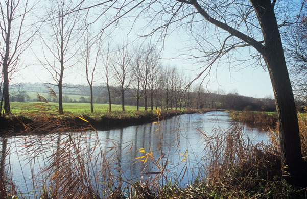 Black Poplars: Black poplar trees Chelmer near Chelmsford