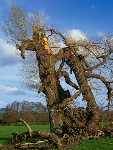 Black Poplars: Dying Native Black Poplar, Denbighshire, North Wales