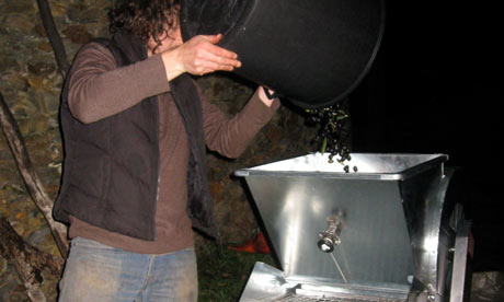 Olive sorting machine