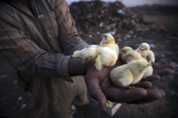 24 hours in pictures: rubbish dump worker finds chicks in Islamabad, Pakistan