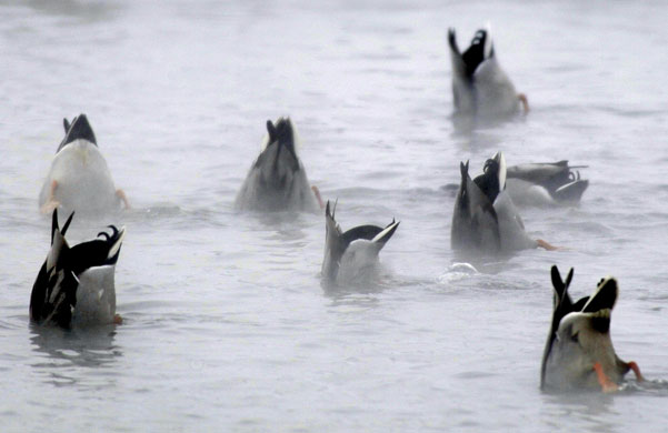 24 hours in pictures: Minsk, Belarus: Ducks dive  for food in a pond 
