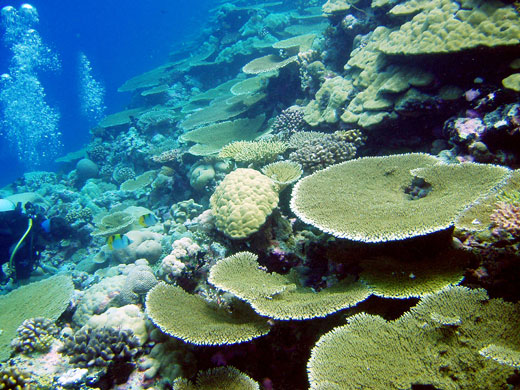 Chagos: Chagos archipelago worlds largest coral atolls