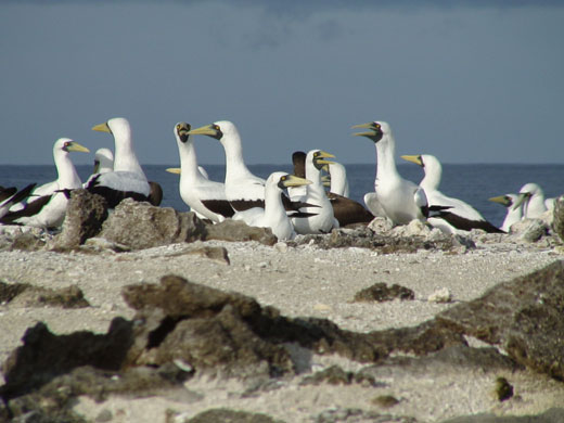 Chagos Archipelago: Chagos Archipelago