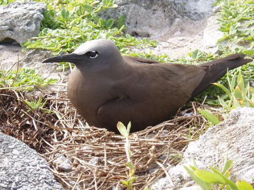 Chagos Archipelago: Chagos Archipelago