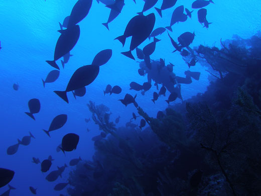 Chagos Archipelago: Chagos Archipelago