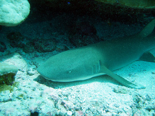 Chagos Archipelago: Chagos Archipelago