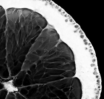 7tenths macro photography: 7tenths participates in the macro photography monthly assignment