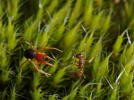 Francis Chee's macro: Francis Chee participates in the macro photography monthly assignment