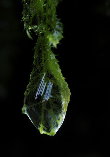 Francis Chee's macro: Francis Chee participates in the macro photography monthly assignment