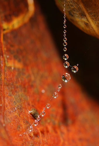 Francis Chee's macro: Francis Chee participates in the macro photography monthly assignment