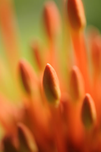 Francis Chee's macro: Francis Chee participates in the macro photography monthly assignment