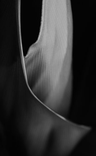 Francis Chee's macro: Francis Chee participates in the macro photography monthly assignment