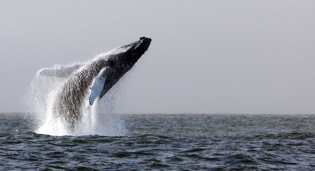 Week in wildlife: Whales off Irish coast