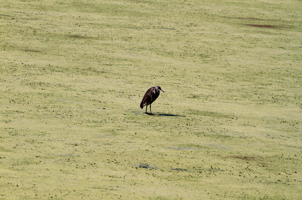 Week in wildlife: Ahmadabad, India: A bird sits on a polluted portion of the Sabarmati river