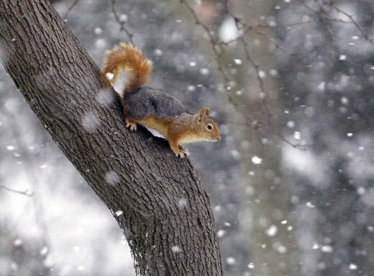 Week in wildlife: Istanbul, Turkey: A squirrel in Yildiz Park