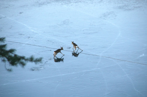 Week in wildlife: Deer rescue from frozen lake, Sirdal Lake, Norway - Jan 2010