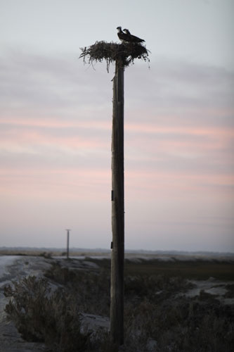 Week in wildlife: Guerrero Negro, Mexico: A couple of Ospreys