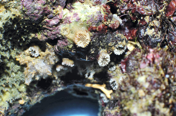 Week in wildlife: UK: Border Agency officers seized live rock coral at Manchester Airport