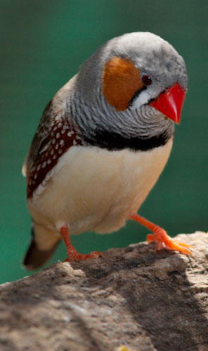 Week in wildlife: A Zebra finch