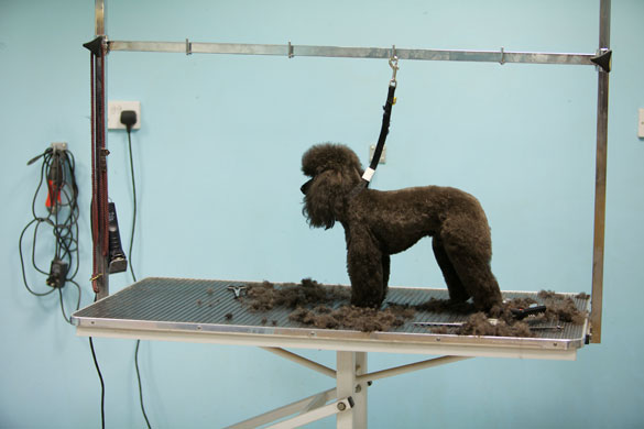 Week in business: A poodle during grooming at a Pets at Home superstore in Stockport