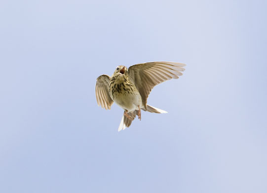 BirdGuides Photo 2009: BirdGuides Photo of the Year 2009