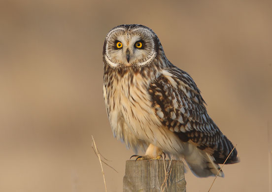 BirdGuides Photo 2009: BirdGuides Photo of the Year 2009