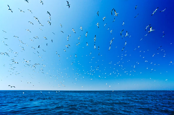 BirdGuides Photo 2009: BirdGuides Photo of the Year 2009