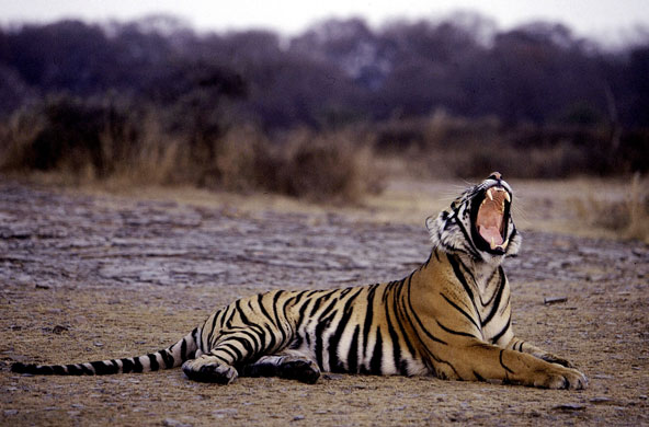 week in wildlife: A tiger yawns in Ranthambore National Park