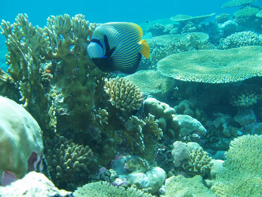 week in wildlife: Rich coral and fish life in the lagoons in the Chagos Archipelago