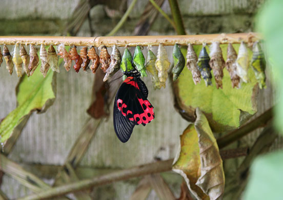 new tailoring: Butterfly emerging from chrysalis