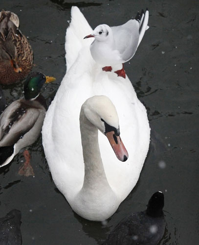 24 hours in pictures: Stockholm, Sweden: A seagull rides on the back of a swan