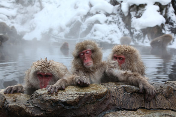 24 Hours in Pictures: Japanese Macaques Bathe In Hot Springs