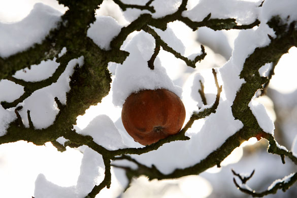 24 hours in pictures: An apple hangs under snow on a tree in a garden