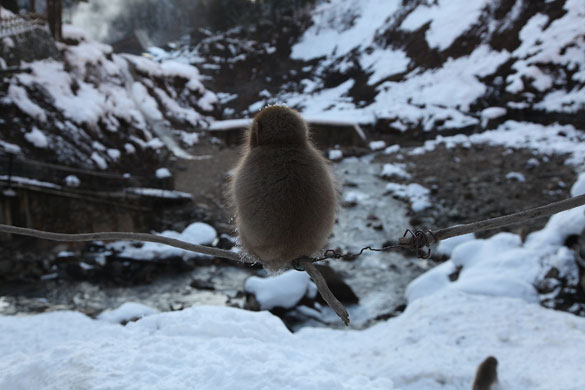 24 hours in pictures: Japanese Macaques Bathe In Hot Springs