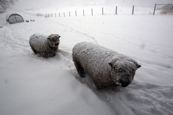24 hours in pictures: miniature southdown sheep, are covered in snow in Virginia