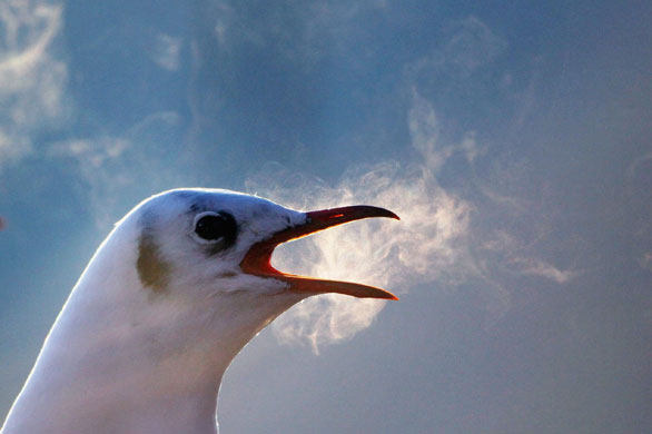 24 hours in pictures: UK: A gull's breathe in the freezing air
