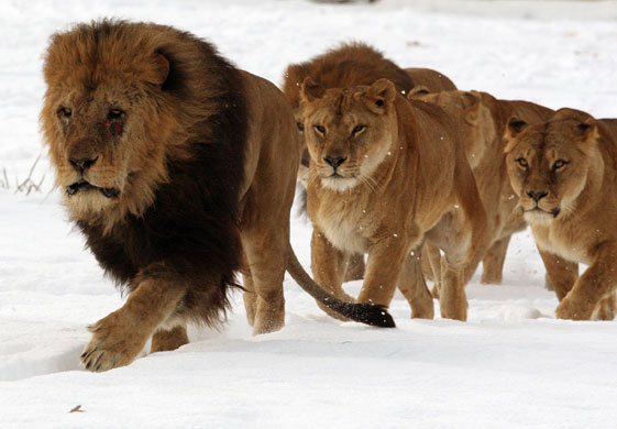 uk cold weather: Winter weather at Blair Drummond Safari Park near Stirling