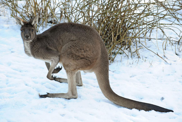 uk cold weather: Winter weather at Flamingo Land Zoo, Pickering, North Yorkshire