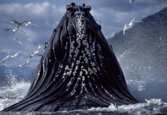 Humpback whales in Alaska: Humpback Whales Feeding In Alaska